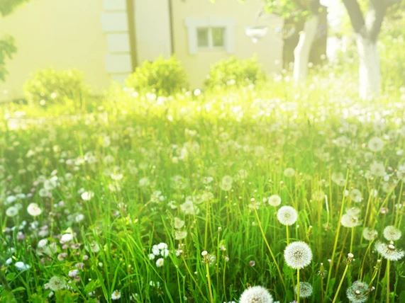 raaderett-over-festetomt-advokat-nicolaisen