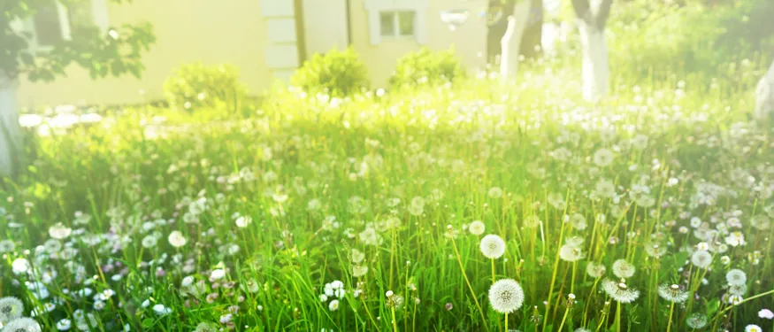 raaderett-over-festetomt-advokat-nicolaisen